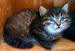Sibiřská koťata s průkazem původu - Prodej