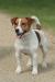 Štěňátka Jack Russell teriér s PP - Predaj