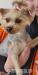 Yorkshire terrier - Predaj