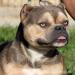 American bully pocket - Predaj