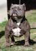 American bully pocket - Predaj