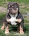 American bully pocket - Predaj