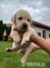 Labrador - Predaj