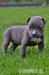 APBT American Pit Bull Terrier Welpen  - Verkauf