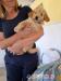 Lovely poodle dogs were born in home kennel - Sale