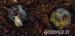 Lisachatina fulica albino body  - Prodej