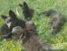 Owczarek niemiecki długowłosy czarny szczeniaki ro - Sprzedaż