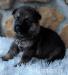 GERMAN SHEPHERD  - Sale