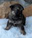 GERMAN SHEPHERD  - Sale