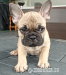 Buldog Francuski szczenięta - Sprzedaż