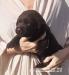 Labradorský Retriever PP - Prodej
