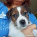 Štěňata Jack Russell teriéra - Prodej