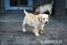 Labrador s PP - Prodej