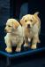 Labrador s PP - Prodej