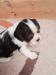 Kavalír king charles spaniel - Prodej