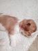 Kavalír king charles spaniel - Prodej