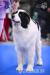 Landseer  - Prodej