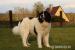 Landseer  - Prodej