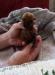 Norfolk Terrier - Predaj