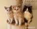 Kocourci Selkirk Rex - Prodej