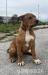 American bully - Predaj