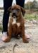 American bully - Predaj