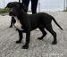 American bully - Predaj