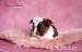 Yorkshire terrier s PP (rodokmeny) - Prodej