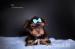 Yorkshire terrier s PP (rodokmeny) - Prodej