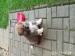 akita inu - Predaj