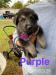 german shepherd for sale - Sale
