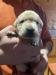 Labrador retriever s PP (žlutý labrador) - Predaj