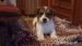 Szczeniaki Jack Russell Terrier  - Sprzedaż