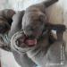 Prodej štěňat Cane Corso  - Prodej