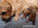 Norfolk Terrier - Prodej
