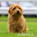 Norfolk Terrier - Prodej