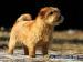 Norfolk Terrier - Prodej