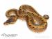 Krajta královská-Python regius, mláďata 2022 - Prodej