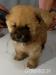 Szczenięta Chow chow rude i kremowe - Sprzedaż