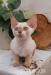 Kocięta Devon Rex wyjątkowe kolory mega miziaste! - Sprzedaż