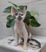 Kocięta Devon Rex wyjątkowe kolory mega miziaste! - Sprzedaż