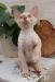 Kocięta Devon Rex wyjątkowe kolory mega miziaste! - Sprzedaż
