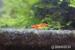 Krevetky Neocaridina davidi - Bloody mary - Predaj