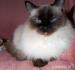 Ragdoll - Prodej