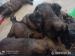 Leonberger s PP fenky - Prodej