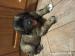 Leonberger s PP fenky - Prodej