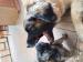 Leonberger s PP fenky - Prodej