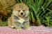 Akita Inu s PP - Prodej