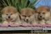 Akita Inu s PP - Predaj