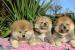 Akita Inu s PP - Predaj